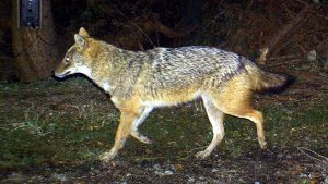 Tote Schafe: Sylter Schäfer bangen um ihre Lämmer