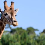 Bedrohte Tierarten: Einzigartig: Drei Giraffenarten in Serengeti