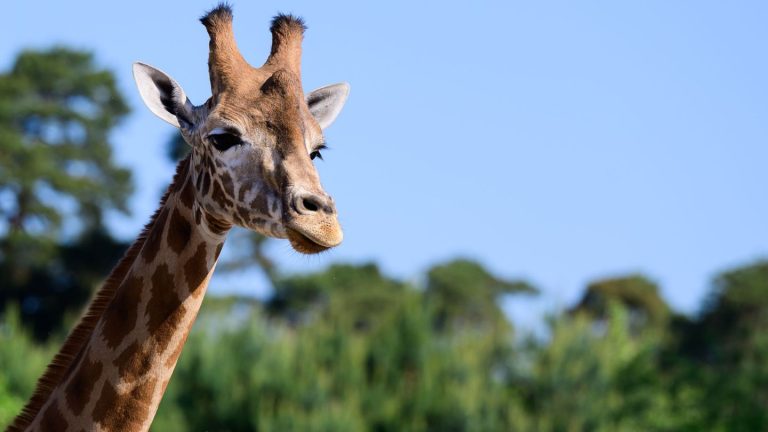 Bedrohte Tierarten: Einzigartig: Drei Giraffenarten in Serengeti