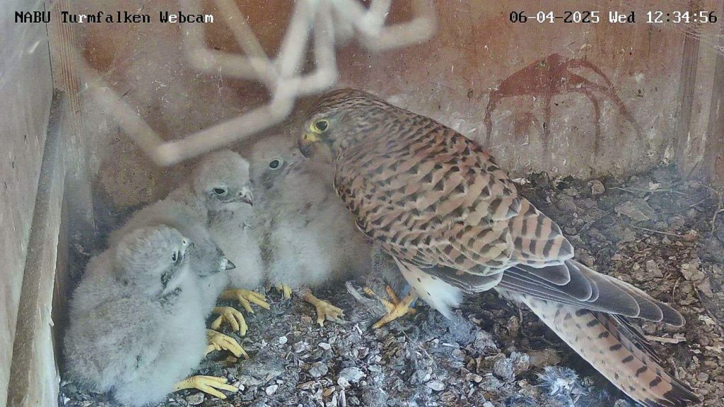 Naturschutz: Reality-TV per Webcam aus Turmfalken-Nest