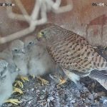 Naturschutz: Reality-TV per Webcam aus Turmfalken-Nest