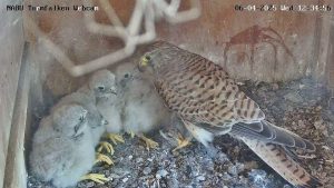 Naturschutz: Reality-TV per Webcam aus Turmfalken-Nest