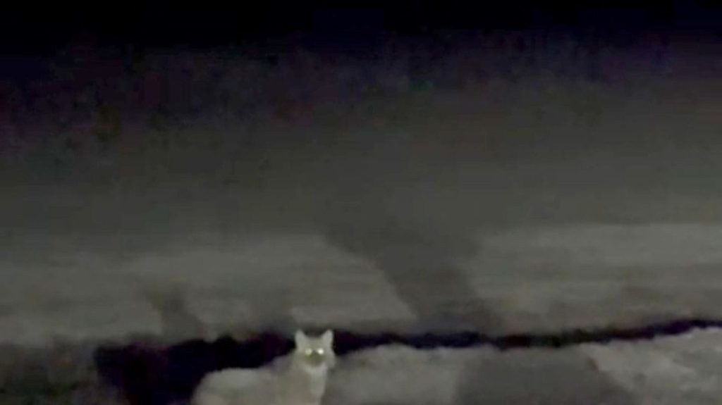 Umtriebiger Neuankömmling: Ein Goldschakal auf Sylt - wie ungewöhnlich ist das?