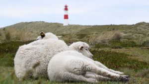 Tote Lämmer: Naturschutzorganisation kritisiert Goldschakal-Jagd auf Sylt