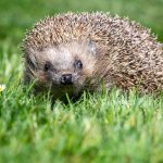Streit um Artenschutz: Hundehalterin und Frau schlagen sich wegen Igel