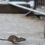 Was getan werden kann: Rattenplage in Rheinland-Pfalz: Mythos oder Realität?