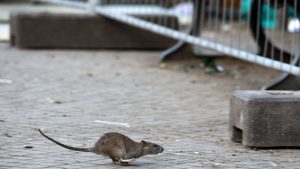 Was getan werden kann: Rattenplage in Rheinland-Pfalz: Mythos oder Realität?