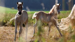 Kriminalität: Verdacht auf Tierquälerei: Fohlen auf Weide tödlich verletzt
