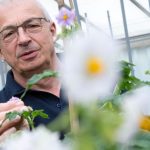 Auf dem Kartoffelfeld: Forscher: Kartoffel muss sich dem Klimawandel anpassen