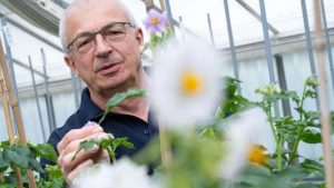 Auf dem Kartoffelfeld: Forscher: Kartoffel muss sich dem Klimawandel anpassen