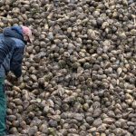 Landwirtschaft: Wie eine Zikade Zuckerrüben und Kartoffeln bedroht