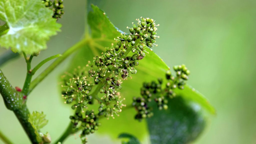 Weinanbau: Rebblüte in Franken - Meilenstein auf dem Weg zur Lese
