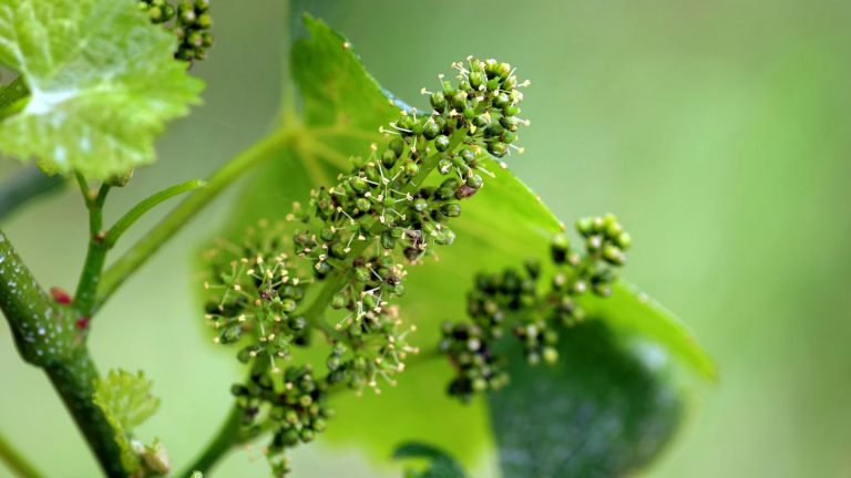 Weinanbau: Rebblüte in Franken - Meilenstein auf dem Weg zur Lese