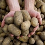 Landwirtschaft: Massive Ernteausfälle durch Pflanzenkrankheit Stolbur