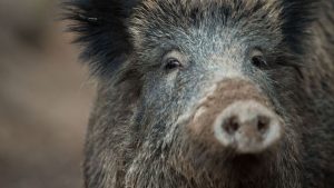 Tierseuche: Vor einem Jahr wird die Schweinepest in Hessen nachgewiesen