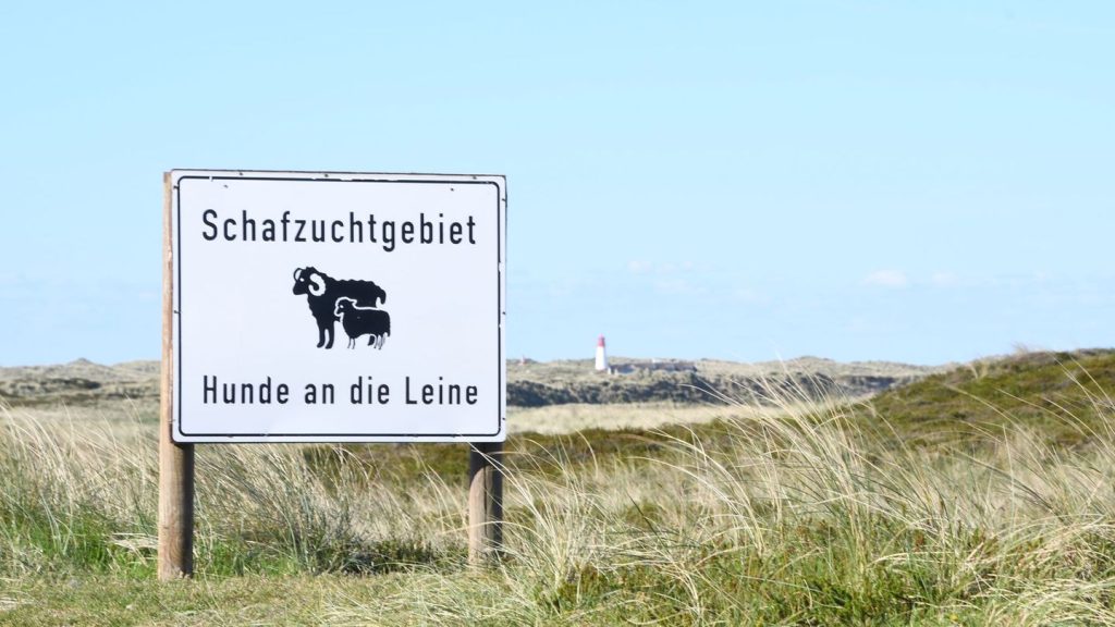 Tote Schafe: Peta kritisiert Abschuss-Erlaubnis für Goldschakal auf Sylt