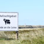 Tote Schafe: Peta kritisiert Abschuss-Erlaubnis für Goldschakal auf Sylt