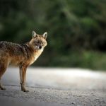 Jagd auf Goldschakal auf Sylt wegen Gerichtsverfahrens vorerst ausgesetzt