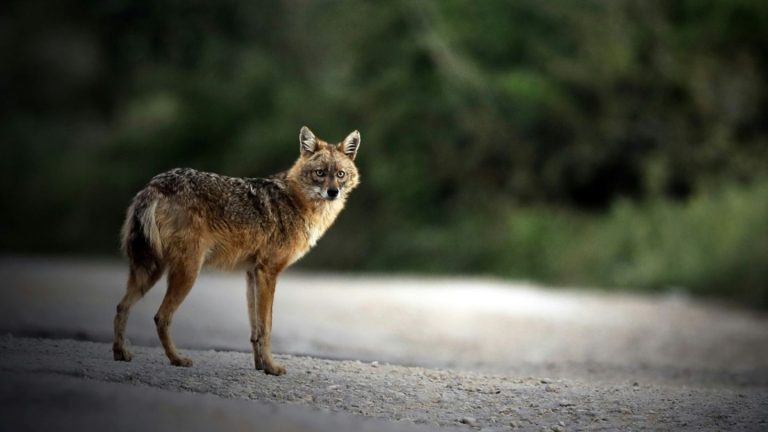 Jagd auf Goldschakal auf Sylt wegen Gerichtsverfahrens vorerst ausgesetzt