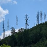 Zustand der Wälder in Deutschland weiter schlecht