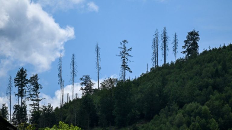 Zustand der Wälder in Deutschland weiter schlecht