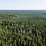 Forsten: Neuer "Weckruf" für die gestressten Wälder