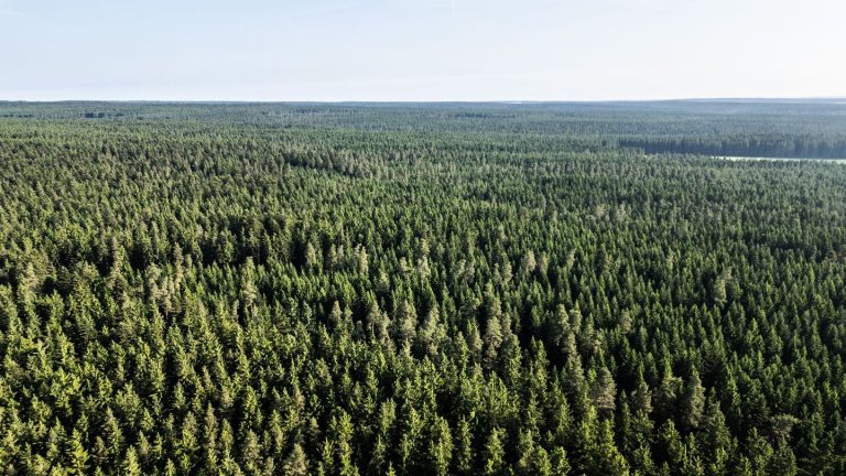 Forsten: Neuer "Weckruf" für die gestressten Wälder