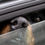 Gefahr durch Hitze: Tierärztliche Hochschule warnt: Tiere nicht im Auto lassen