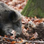 Tierkrankheiten: Erstmals Verdachtsfall auf Schweinepest in NRW