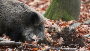 Tierkrankheiten: Erstmals Verdachtsfall auf Schweinepest in NRW