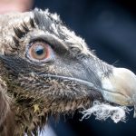 Bartgeier-Projekt: Geier lernen fliegen - Generl hebt als Erste ab