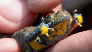 Amphibienschutz: Kaulquappen als Retter einer bedrohten Art