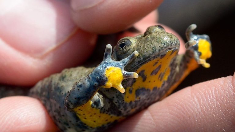 Amphibienschutz: Kaulquappen als Retter einer bedrohten Art