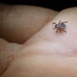 Tiere: Naturschutzbund ruft zum Melden von Zecken auf