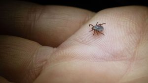 Tiere: Naturschutzbund ruft zum Melden von Zecken auf
