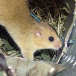 Naturschutzprojekt: Projekt will Überleben der Haselmaus im Harz sichern
