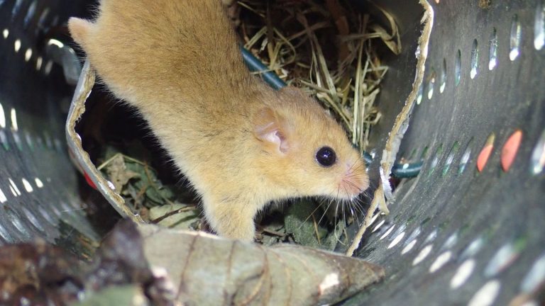 Naturschutzprojekt: Projekt will Überleben der Haselmaus im Harz sichern