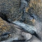 Erster Fall von Schweinepest in Nordrhein-Westfalen nachgewiesen