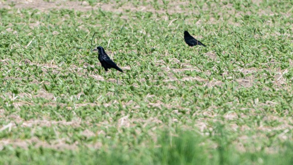 Ärger in der Landwirtschaft: Saatkrähen schützen oder schießen?