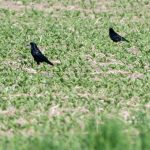Ärger in der Landwirtschaft: Saatkrähen schützen oder schießen?