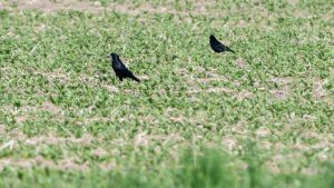 Ärger in der Landwirtschaft: Saatkrähen schützen oder schießen?