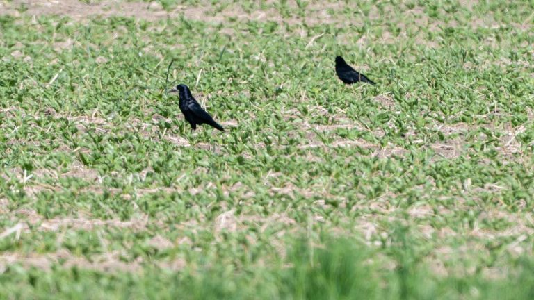 Ärger in der Landwirtschaft: Saatkrähen schützen oder schießen?