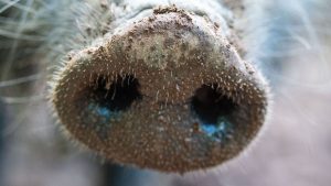Tierkrankheiten: Weiterer Verdacht auf Afrikanische Schweinepest im Sauerland