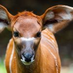 Bongos: Antilopen-Nachwuchs in der Wilhelma