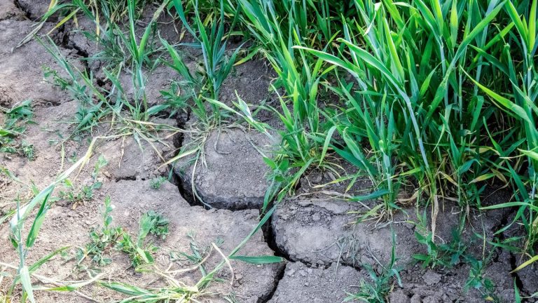 Trockenes Klima: Landkreis Wolfenbüttel schränkt Wasserentnahme ein