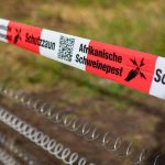 Tierseuche: Weitere Schweinepest-Nachweise in Nordbaden