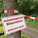 Tierkrankheiten: Schweinepest in NRW - Behörden beraten über Konsequenzen