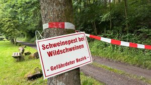 Tierkrankheiten: Schweinepest in NRW - Behörden beraten über Konsequenzen
