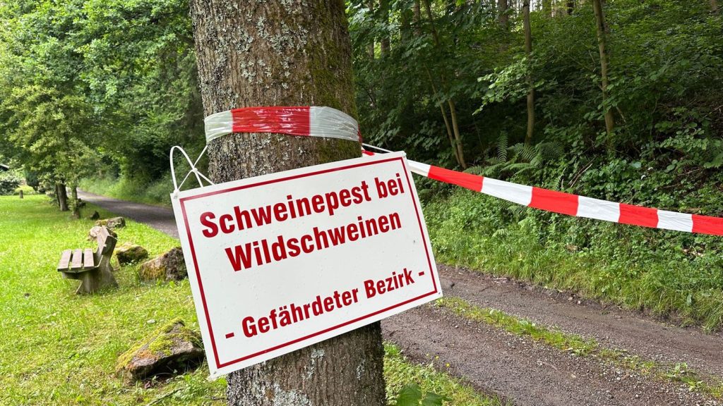 Tierkrankheiten: Land und Kreis informieren über Schweinepest-Maßnahmen