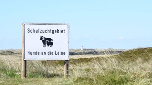 Raubtier auf Sylt: Sylter Goldschakal nicht mehr auffällig geworden